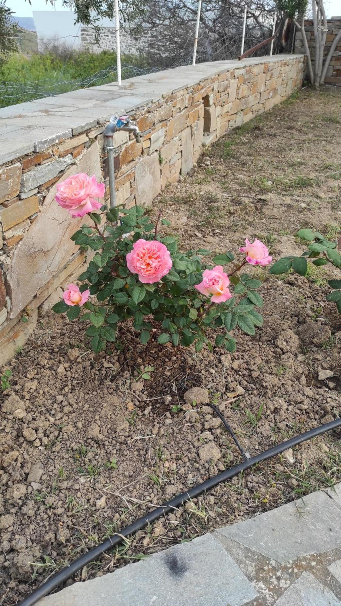 קריסטוס Chrysa'S Cottage House מראה חיצוני תמונה