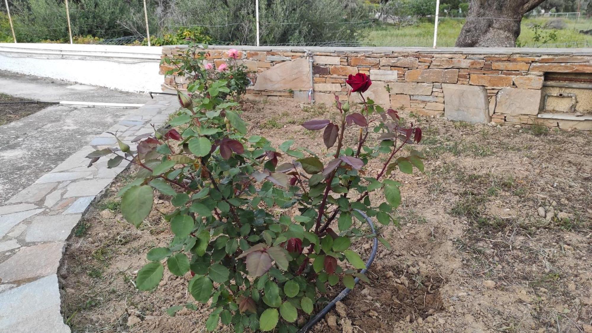 קריסטוס Chrysa'S Cottage House מראה חיצוני תמונה